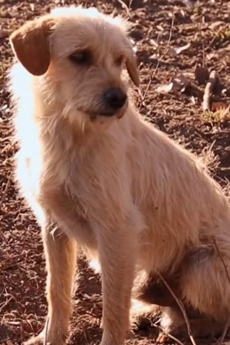 Imatge de Febre da Madeira