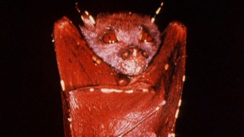 Imatge de Australian Bush