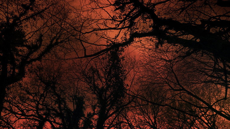 Carta d’un arbre als humans 1