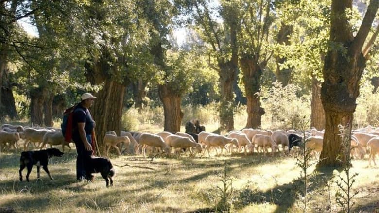 Espagne, la voie des bergers