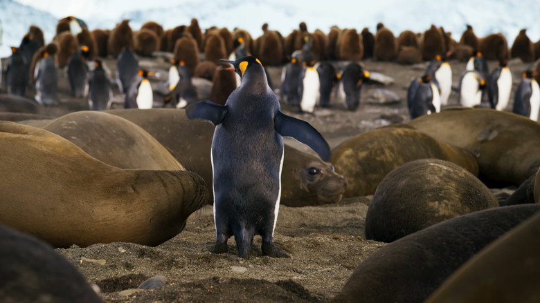 Still from Blue Planet II - Season 1 Episode 6