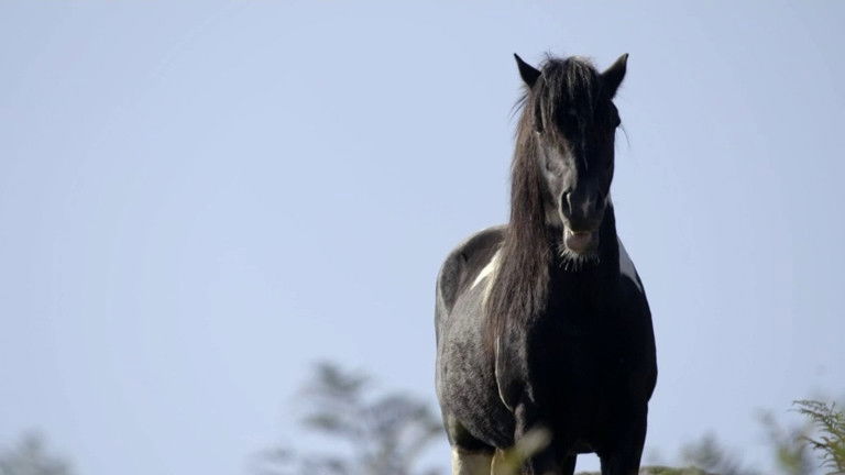 Still image for If I Were an Animal season 1 episode 36: If I Were a Horse Still image for If I Were an Animal season 1 episode 36: If I Were a Horse