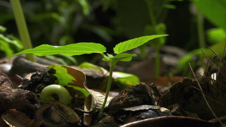 Still from Planet Earth - Season 1 Episode 8