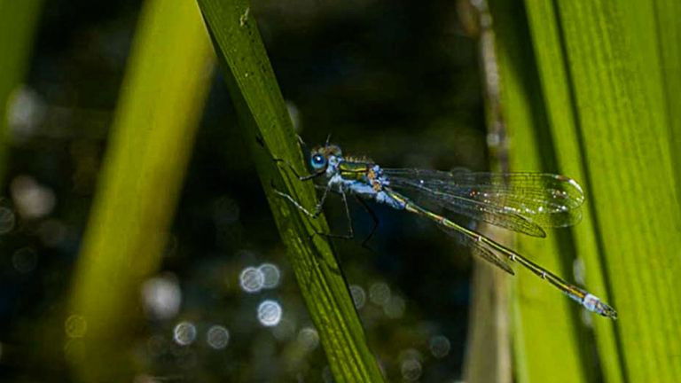 Still image for Secret Life of the Forest season 1 episode 3: Autumn Still image for Secret Life of the Forest season 1 episode 3: Autumn