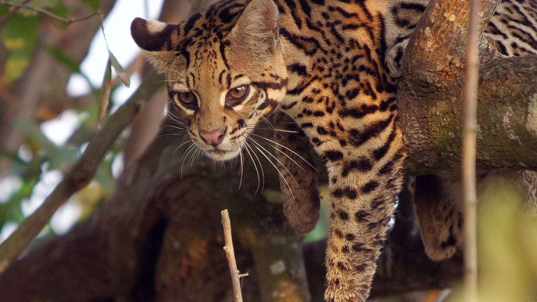 Still image for Brazil Untamed season 1 episode 5: Cat Country Still image for Brazil Untamed season 1 episode 5: Cat Country