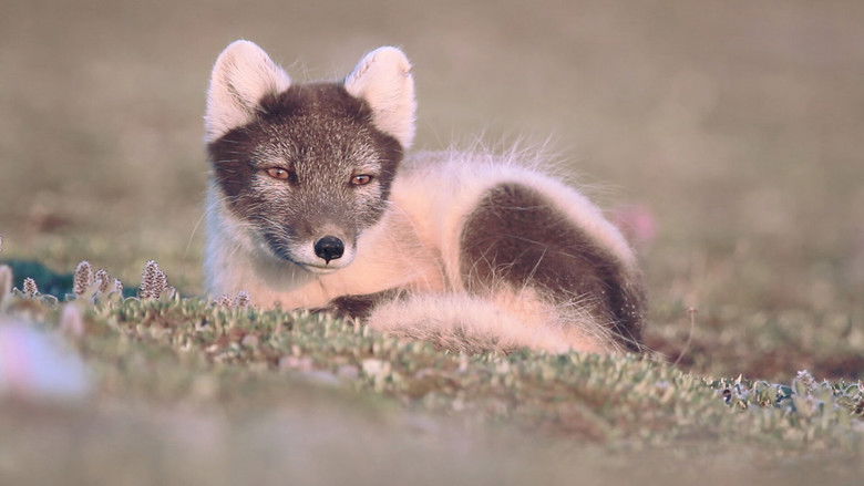 Still image for 72 Cutest Animals season 1 episode 8: Tall Tails Still image for 72 Cutest Animals season 1 episode 8: Tall Tails