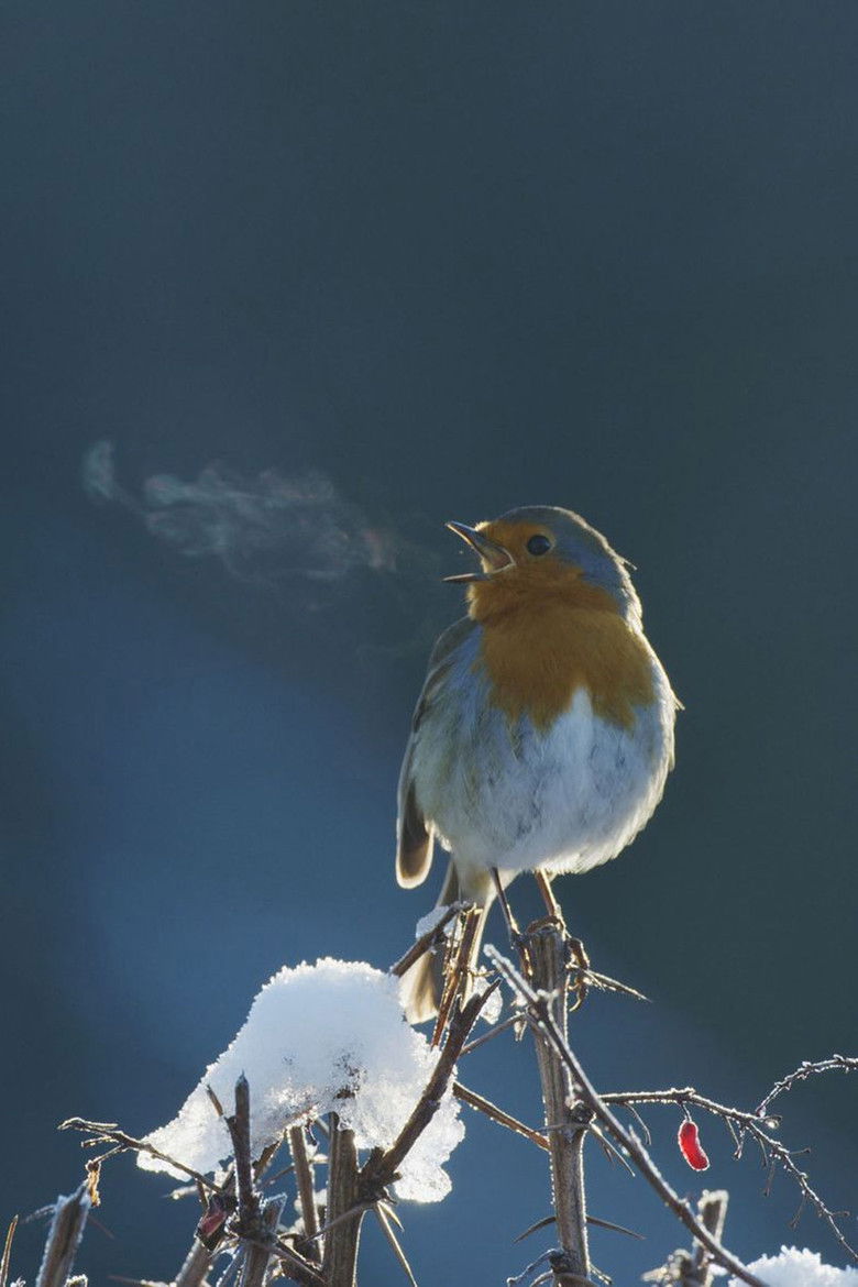 Imatge de Attenborough's Wonder of Song