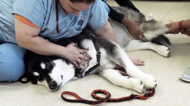 Still image for Ambulances animales season 1 episode 3: Episode 3 Still image for Ambulances animales season 1 episode 3: Episode 3