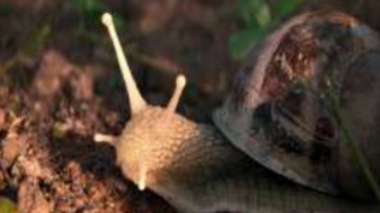 The Left Hand Snail poster