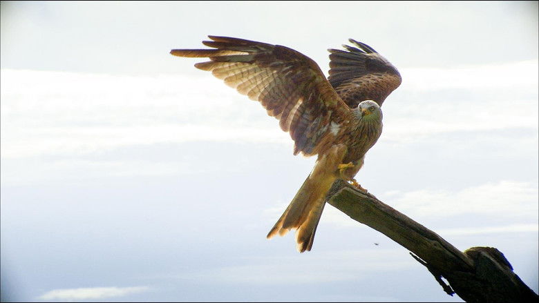 Underlords: Elegant Hunters of the Sky