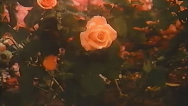 Imatge de Rose Petal Place