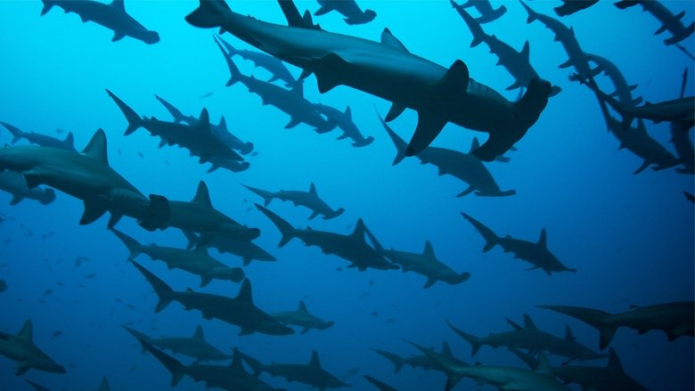 Kings of Baja (2014)