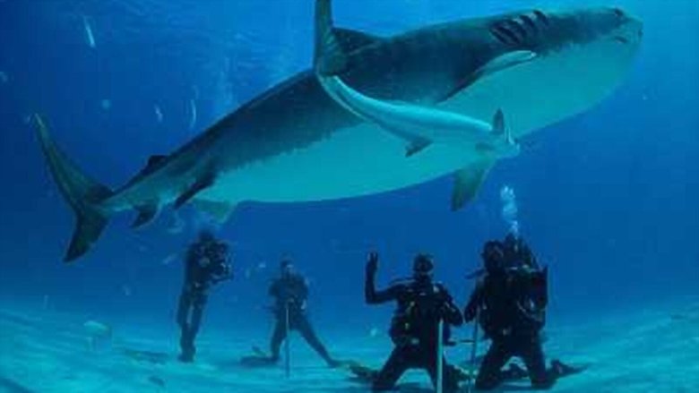 Save This Shark backdrop