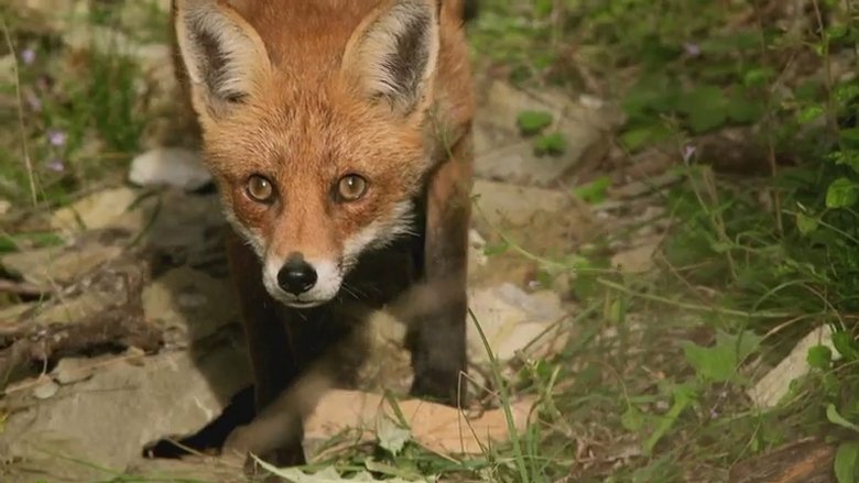 Still image for If I Were an Animal season 1 episode 2: If I Were a Fox Still image for If I Were an Animal season 1 episode 2: If I Were a Fox