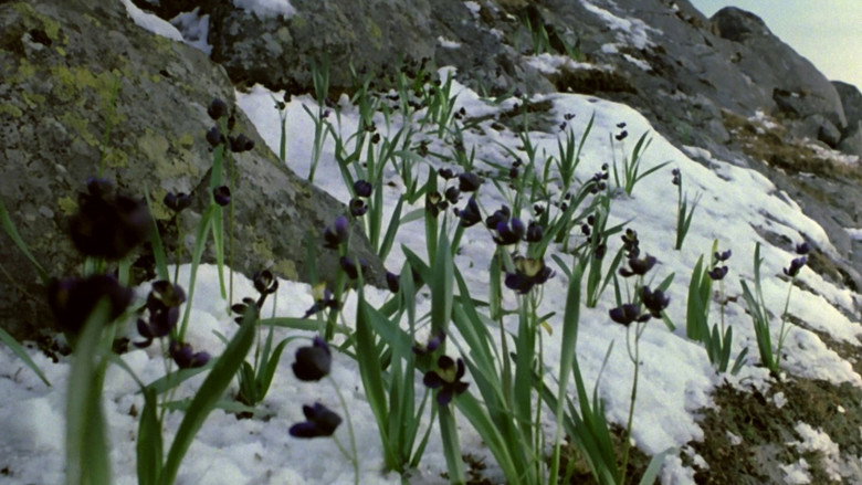 scenes 19