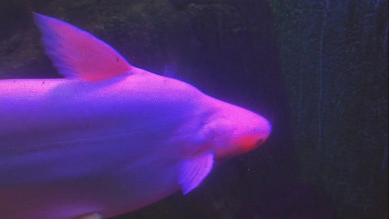 Imatge de Silent Breaths Beneath Electric Glow