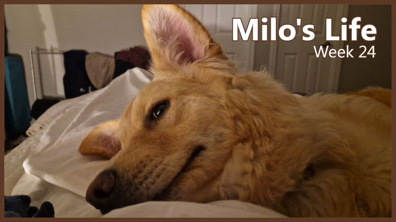 Still image for Milo's Life season 1 episode 24: Just a chill week | Week 24 Still image for Milo's Life season 1 episode 24: Just a chill week | Week 24