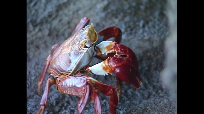Galapagos