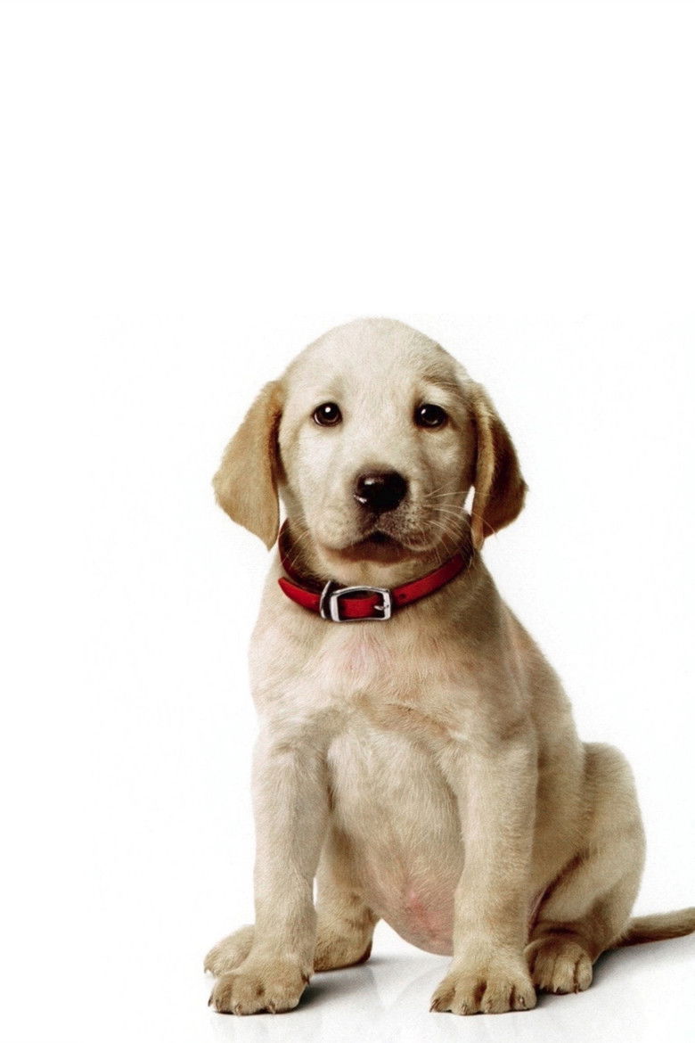 Imatge de Marley & Me: The Puppy Years