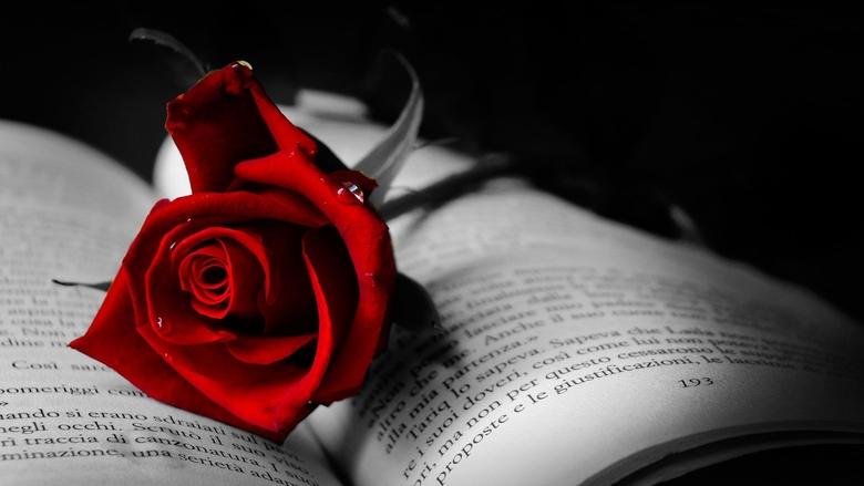 Red Rose poster