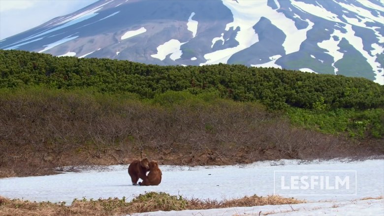 Kamchatka Bears. Life Begins