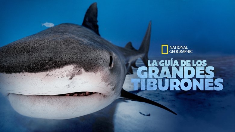 Big Sharks Rule (2018)