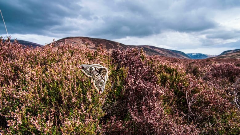 Scotland: A Year In The Wild