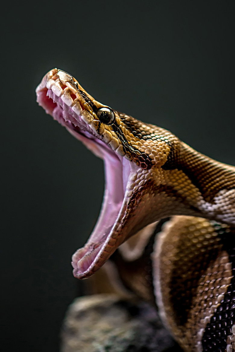 Imatge de Man-Eating Super Snake