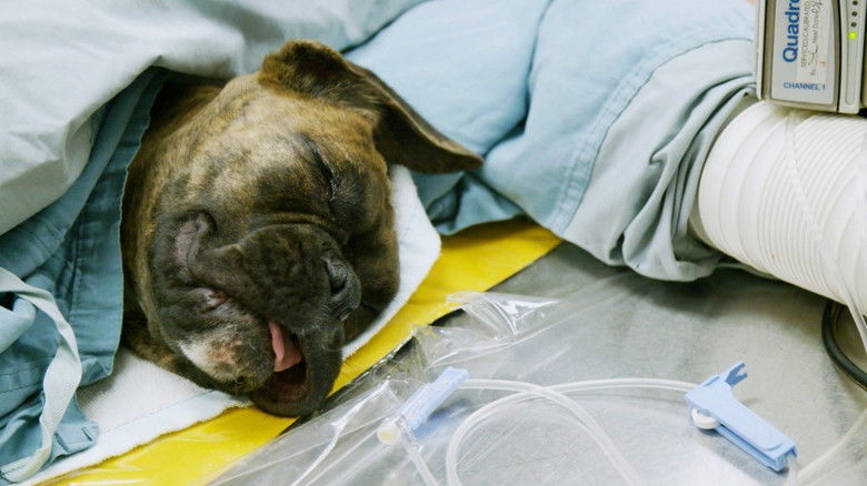 Still image for Ambulances animales season 1 episode 22: Episode 22 Still image for Ambulances animales season 1 episode 22: Episode 22