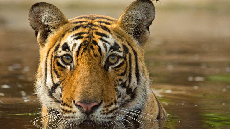 Still image for Asia's Wild Secrets season 1 episode 1: Nature's Weirdest