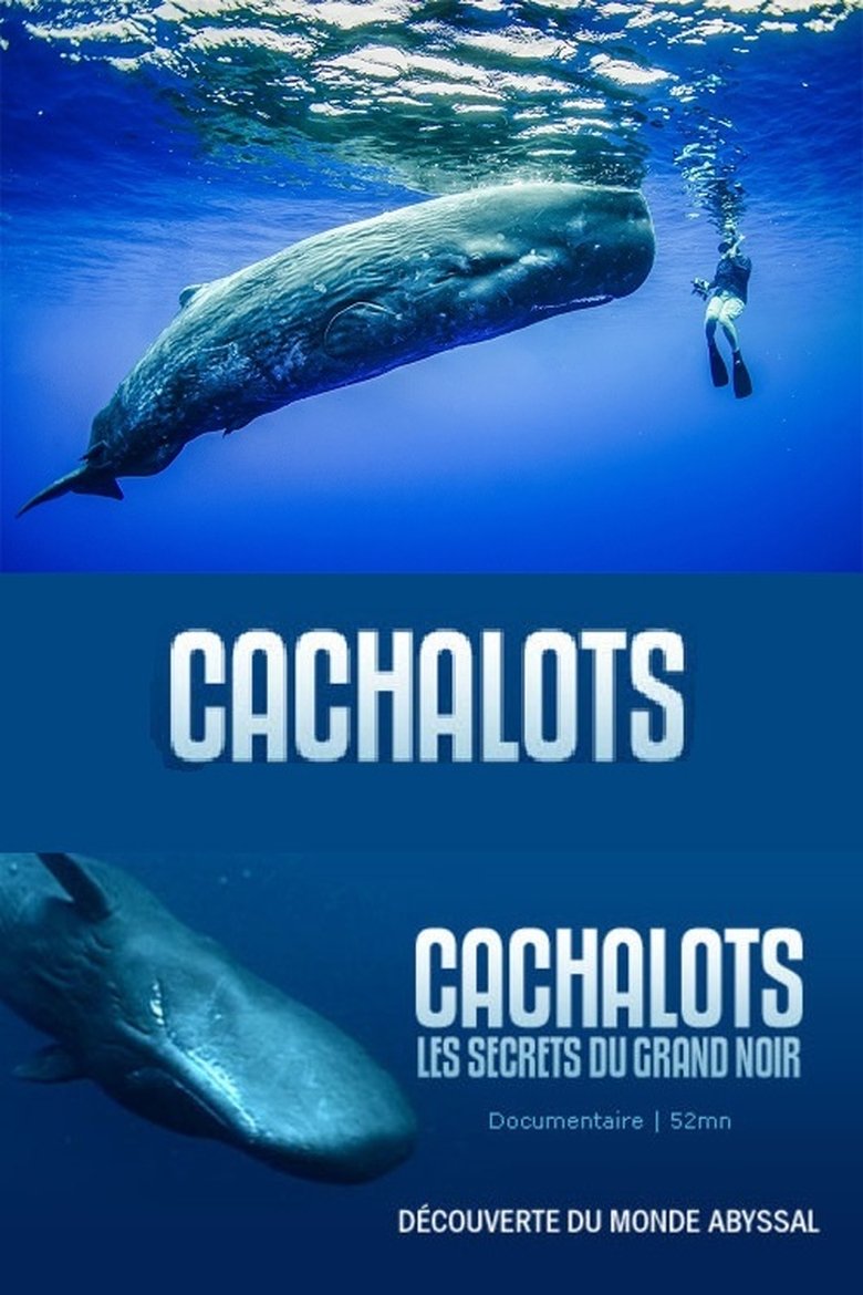 Cachalots, les Secrets du Grand Noir main poster