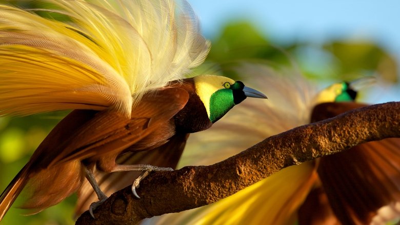 Winged Seduction: Birds of Paradise movie poster