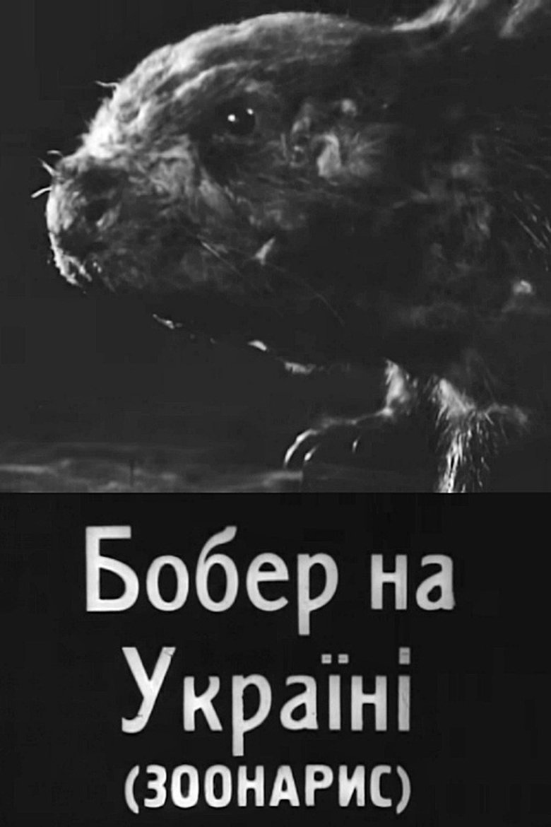 Beavers in Ukraine main poster