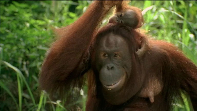 Still image for If I Were an Animal season 1 episode 38: If I Were an Orangutan Still image for If I Were an Animal season 1 episode 38: If I Were an Orangutan