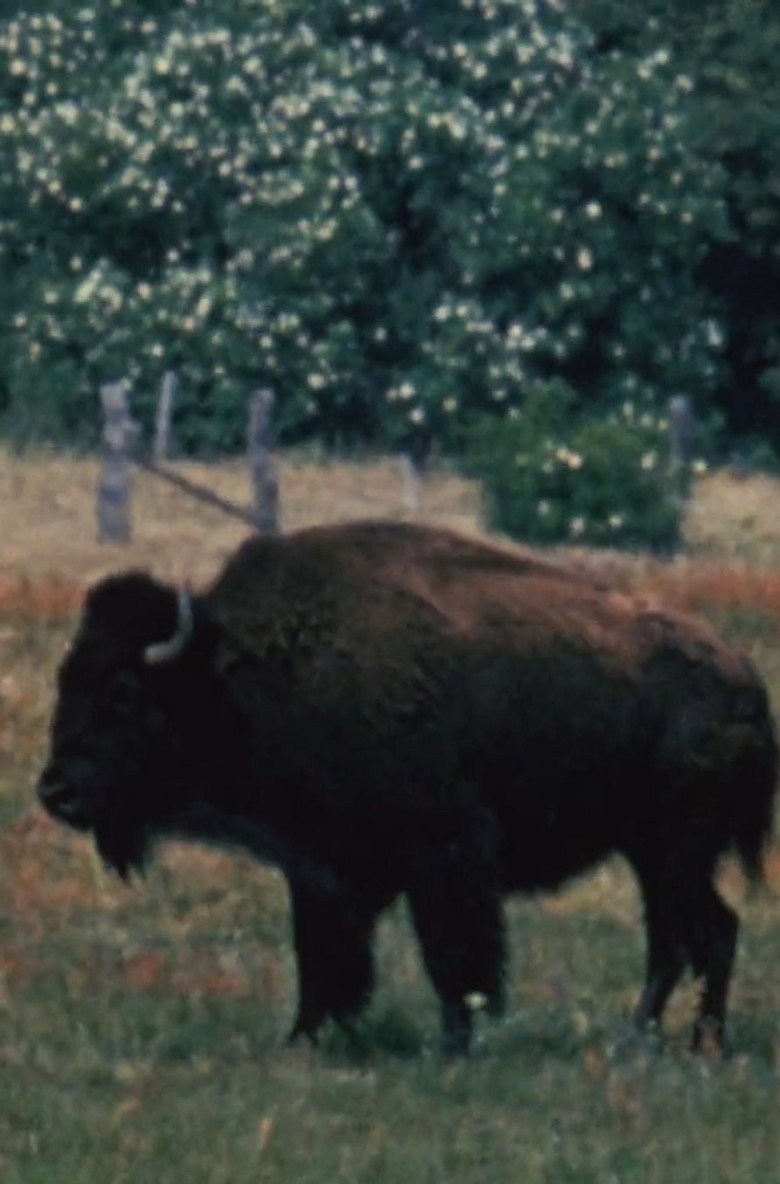 Imatge de Bison