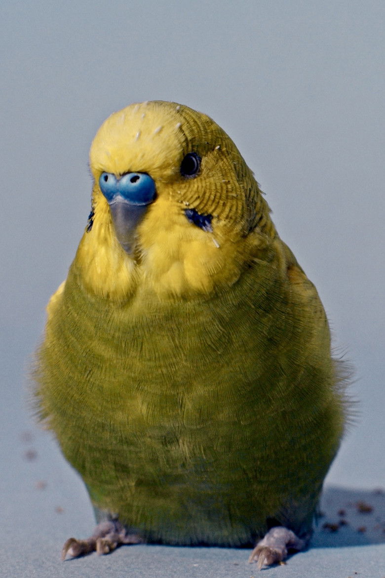 Imatge de Icarus, kom