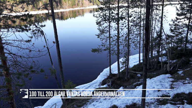 Still image for Den stora älgvandringen season 1 episode 1: Slow tv day 1