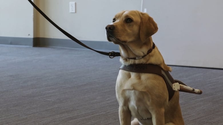 Still image for Pick of the Litter season 1 episode 5: Meet Your Match Still image for Pick of the Litter season 1 episode 5: Meet Your Match