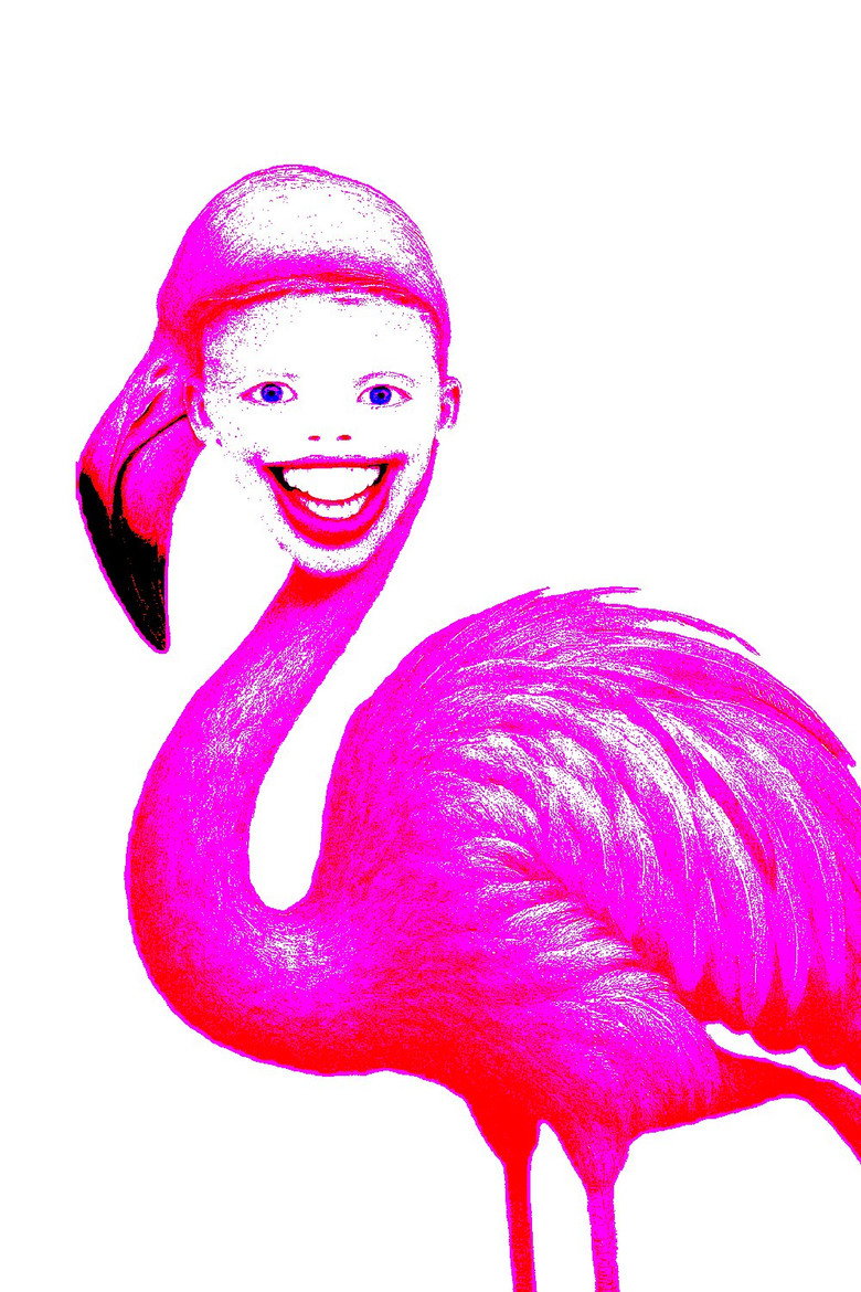 Imatge de Flamingo