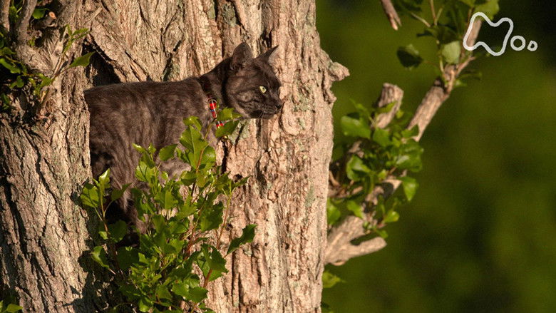 Still image for Mitsuaki Iwago's World “Cats” Travelogue season 1 episode 116: Furano Still image for Mitsuaki Iwago's World “Cats” Travelogue season 1 episode 116: Furano