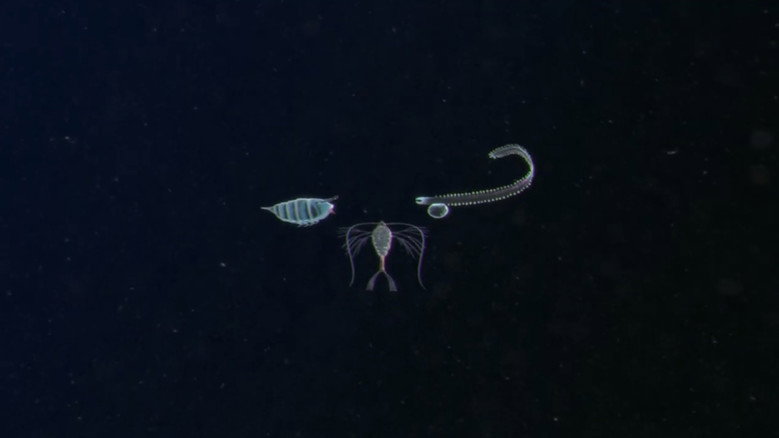 Plankton backdrop