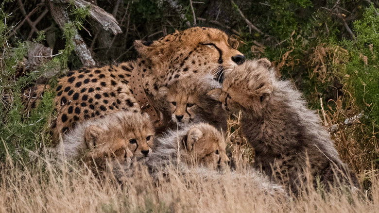 Still image for Cheetah Family & Me season 1 episode 1: Episode 1