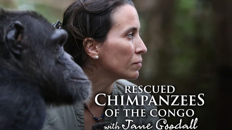 Rescued Chimpanzees of the Congo with Jane Goodall