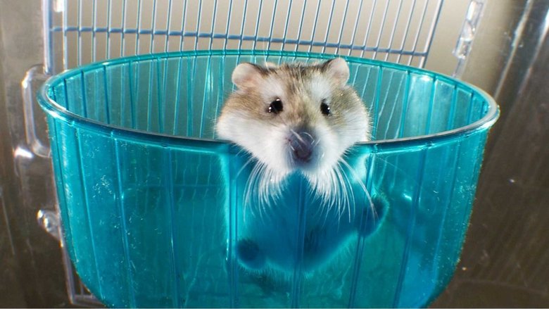 Pets%3A+Wild+at+Heart