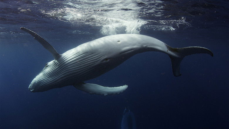 Still image for Australia's Ocean Odyssey: A journey down the East Australian Current season 1 episode 1: The Tropics Still image for Australia's Ocean Odyssey: A journey down the East Australian Current season 1 episode 1: The Tropics