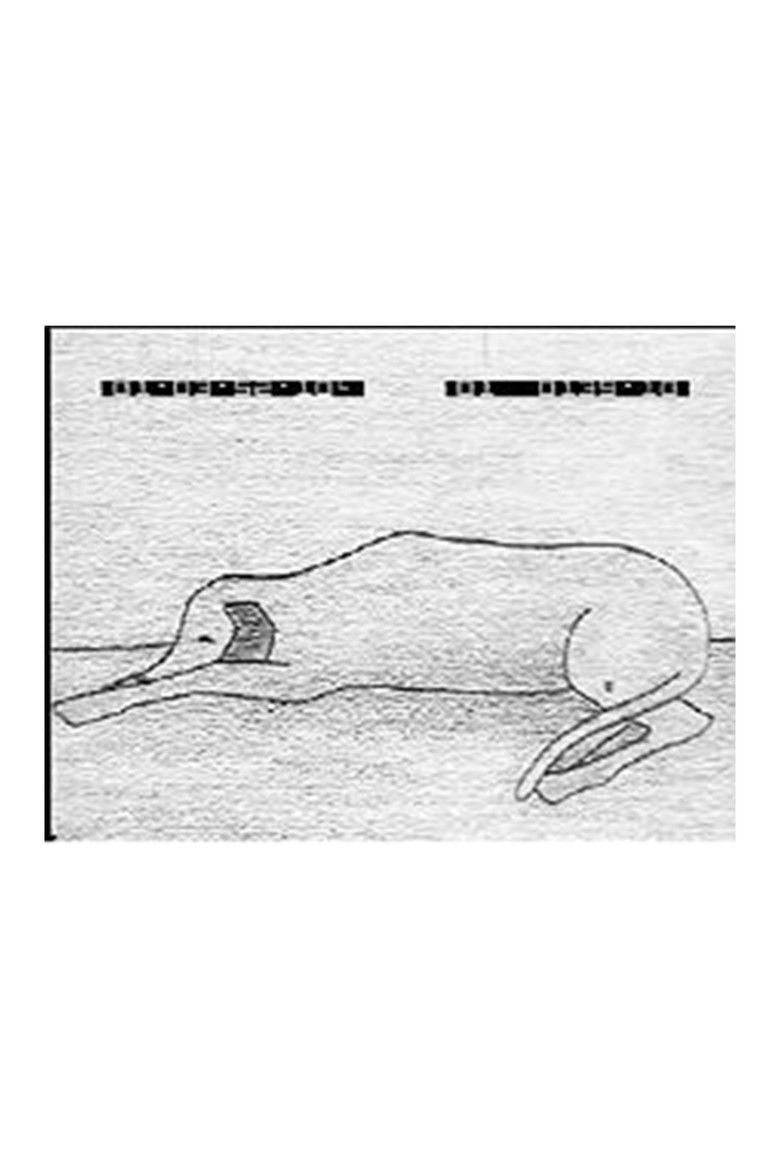 Imatge de Le chien errant