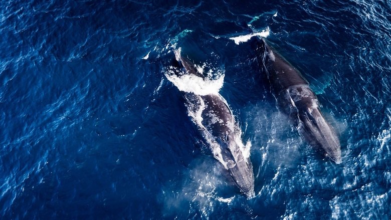 Still image for Wild Oman: Wonder of Arabia season 1 episode 2: Episode 2 Still image for Wild Oman: Wonder of Arabia season 1 episode 2: Episode 2