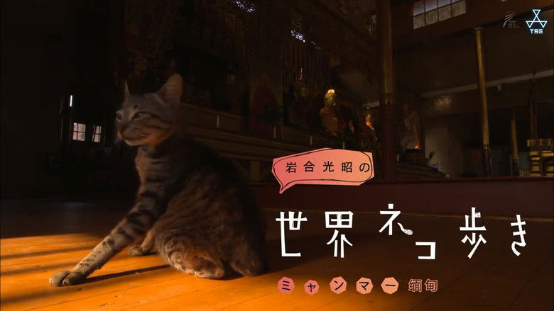 Still image for Mitsuaki Iwago's World “Cats” Travelogue season 1 episode 73: Myanmar Still image for Mitsuaki Iwago's World “Cats” Travelogue season 1 episode 73: Myanmar