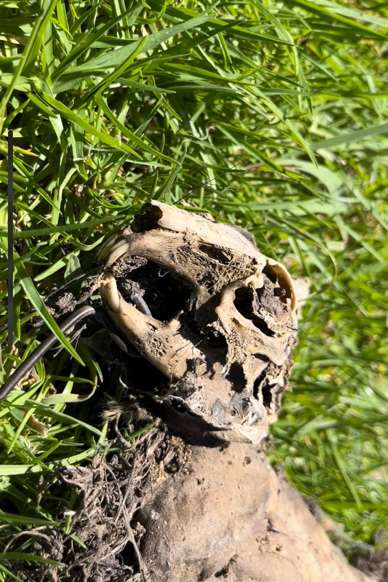 Imatge de Dead Rabbit Skellington