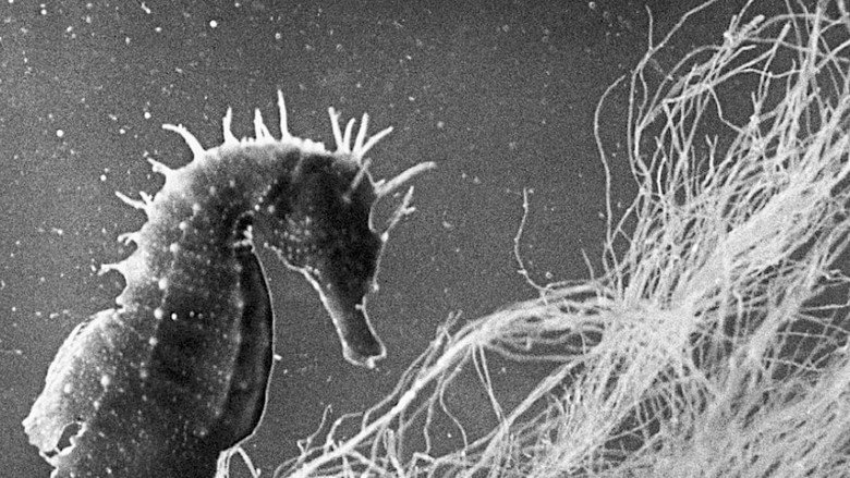 Still from Jean Painlevé Through His Films
